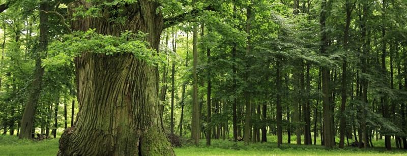 Wald